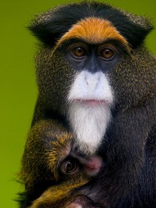 blue monkey or diademed monkey, Ethiopia
