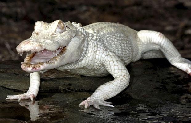 coccodrillo
