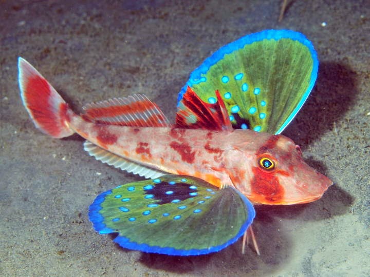 pesce farfalla Il Lepidotrigla vanessa