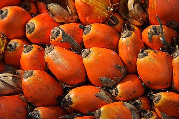 palmoil