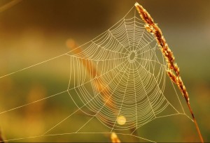 spider-2